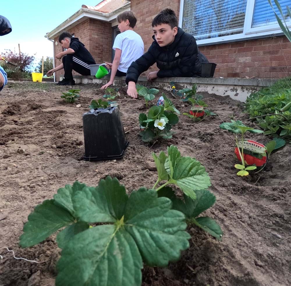 Estrawberry Planting 1